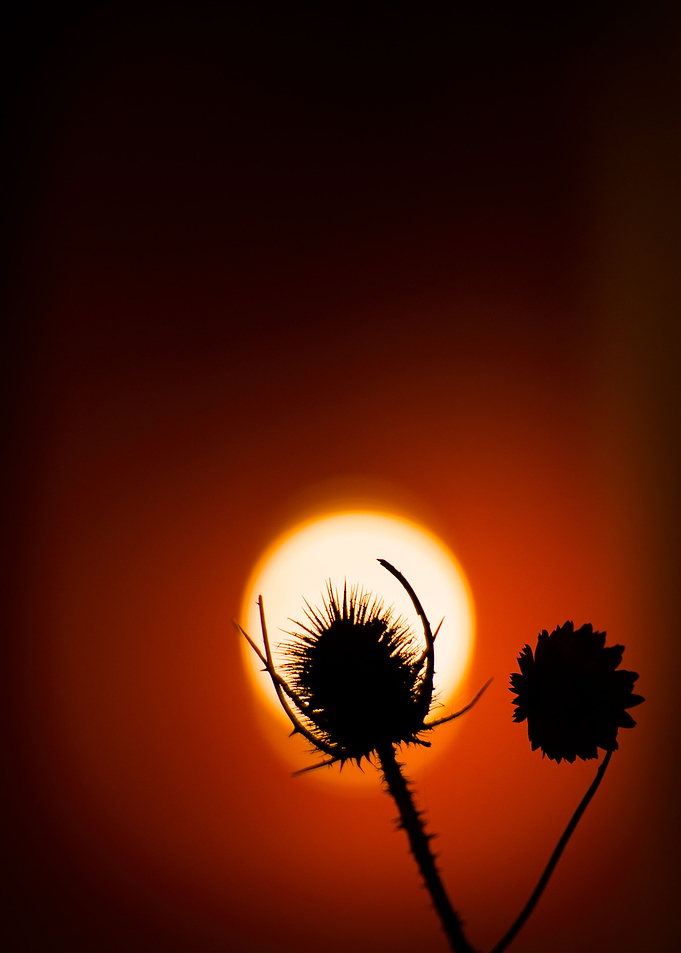 Sunset whith flower