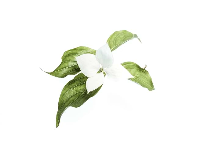 white flower