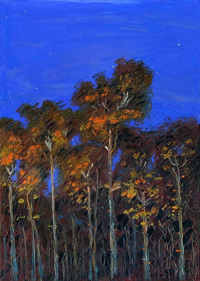 Pine Forest At Night