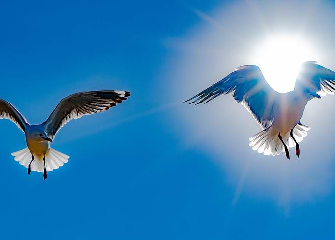 Seagull