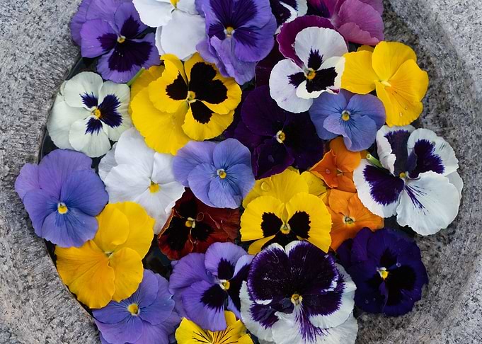 Flowers