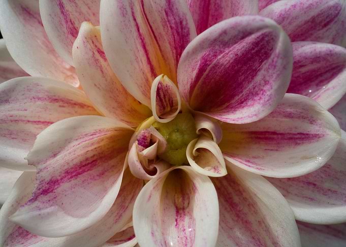 Dahlia Australia