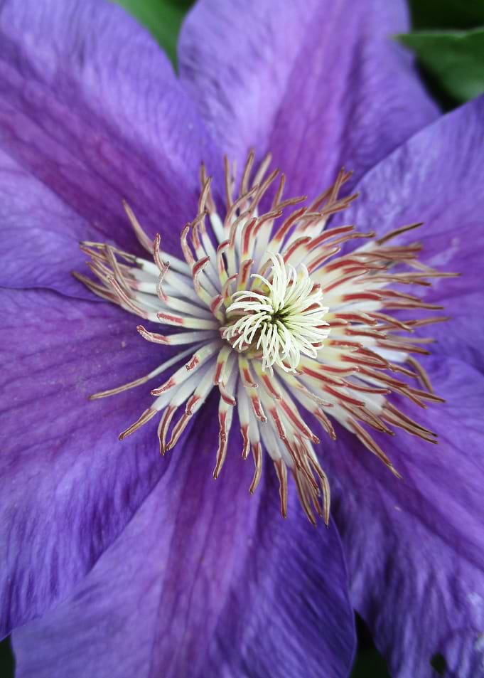 Purple Clematis Flower