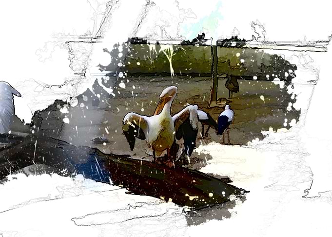 Pelican