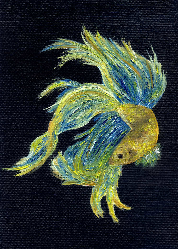 Siamese fighting fish