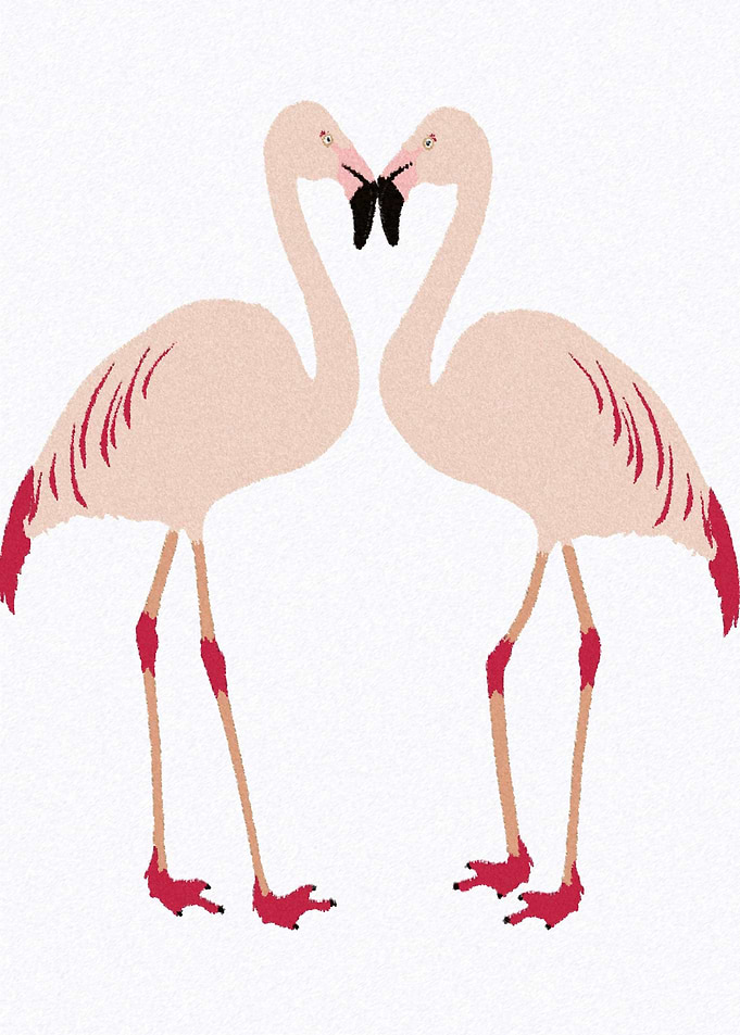 Flamingos