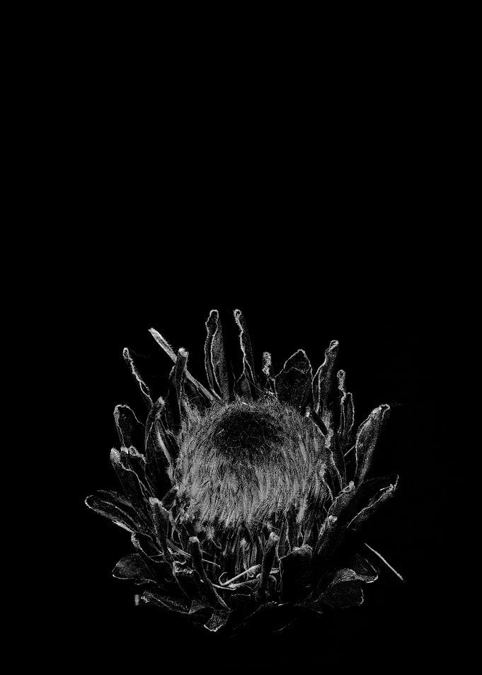 Flower Xray
