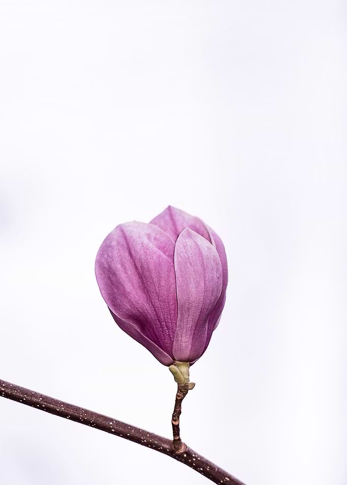 Single Pink Flower