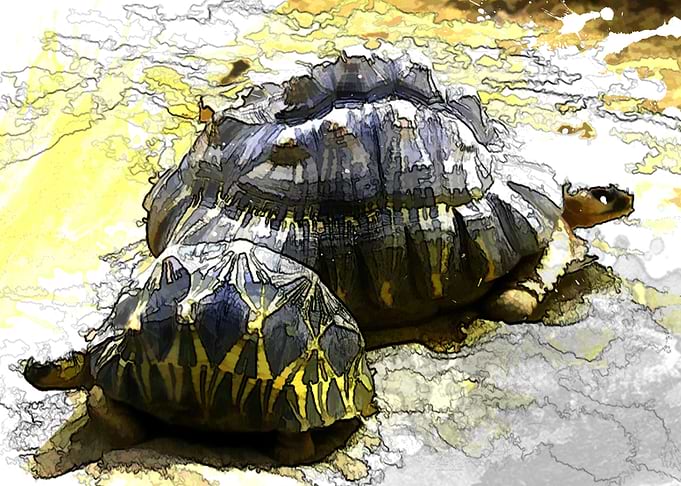 Turtles
