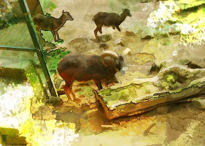 Steinbock