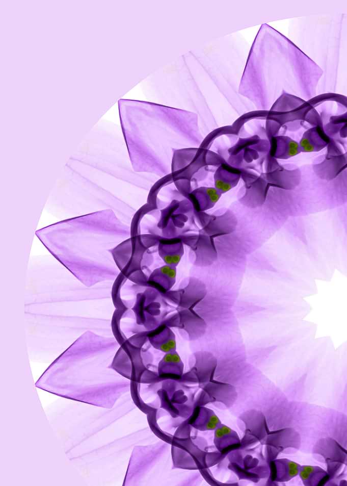 Orquidia Mandala
