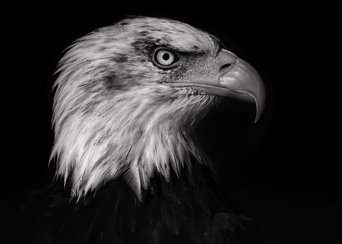 eagle
