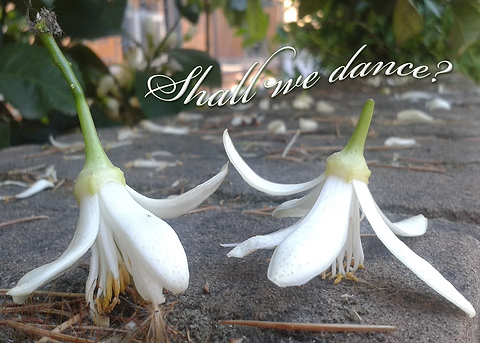 Shall we dance