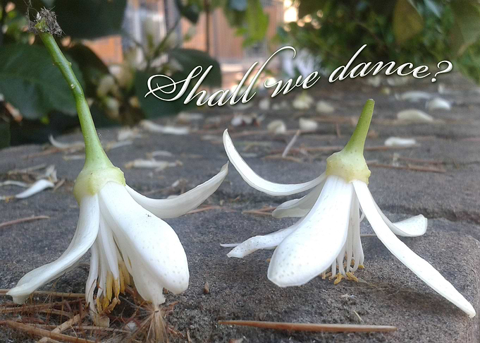 Shall we dance