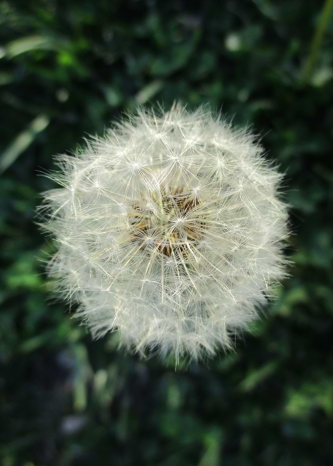 Dandelion Seed Globe