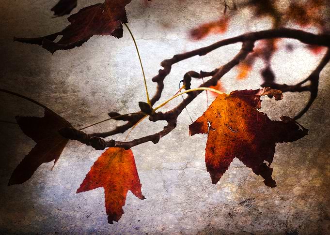 Leaves 1