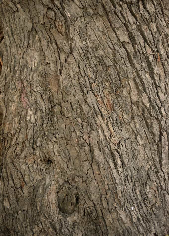 Wooden Texture