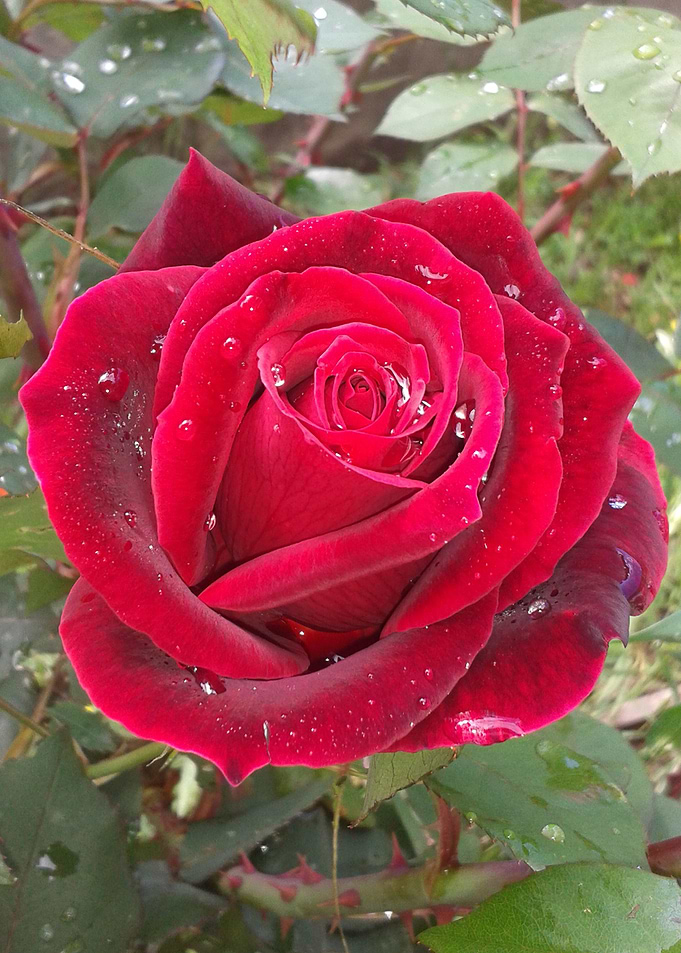 Red rose with dew drops 1