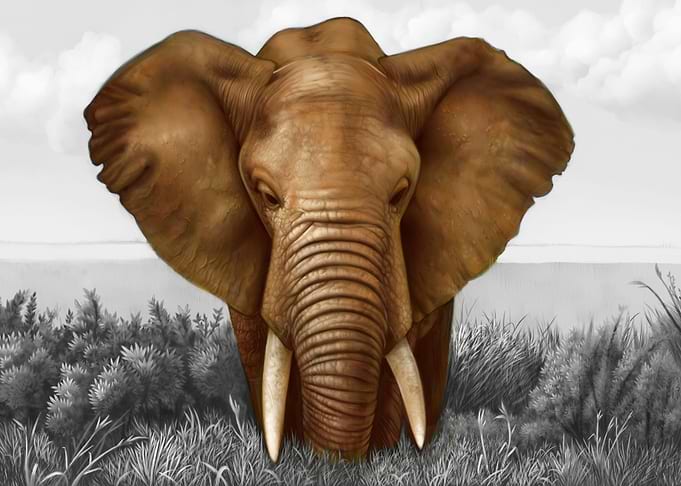 African Elephant