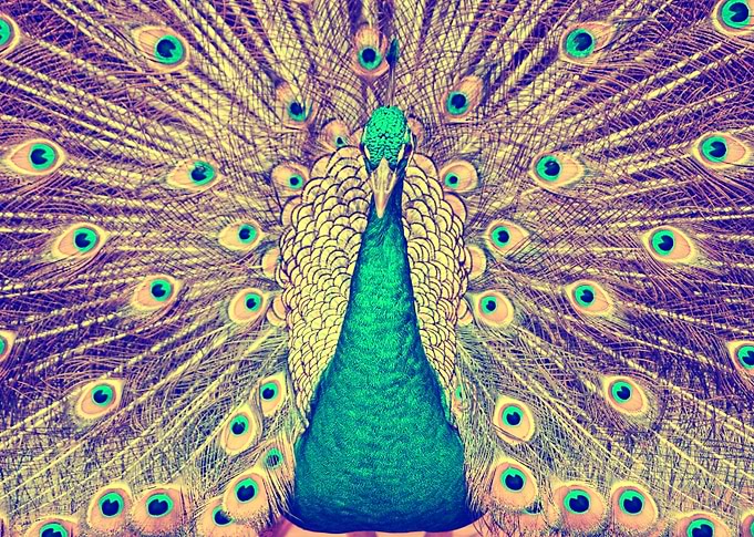 Peacocks tail front view