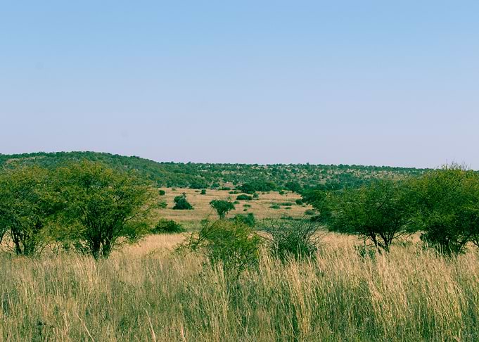 Landscape with trees