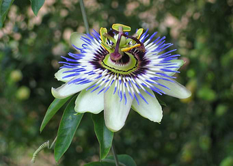Passiflora
