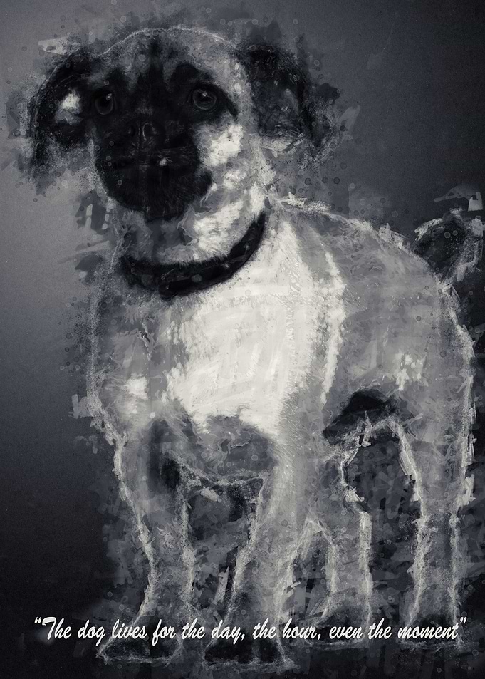 Dog Quote