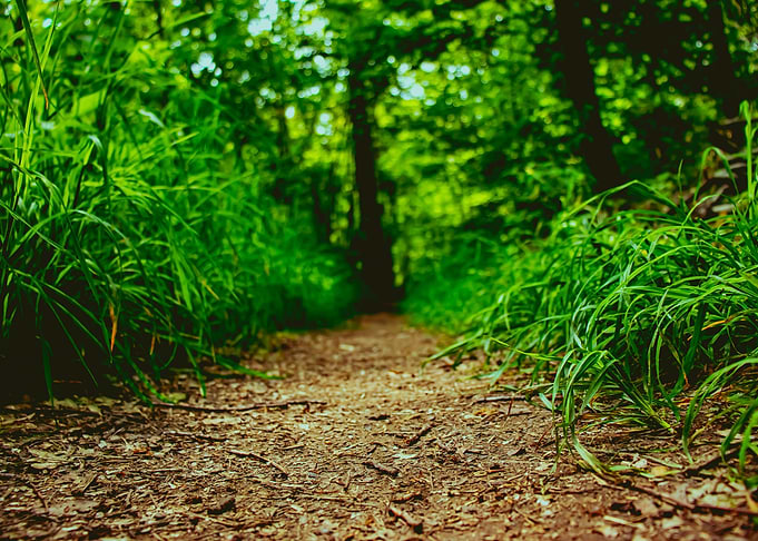 Forest Way
