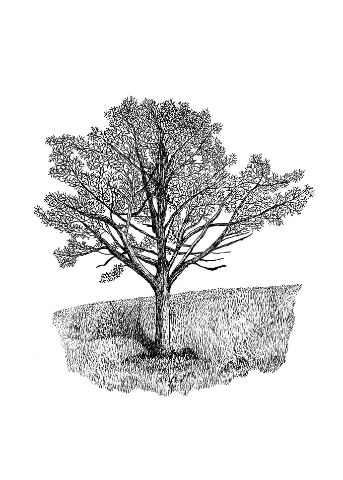 Elm Tree on Hillside
