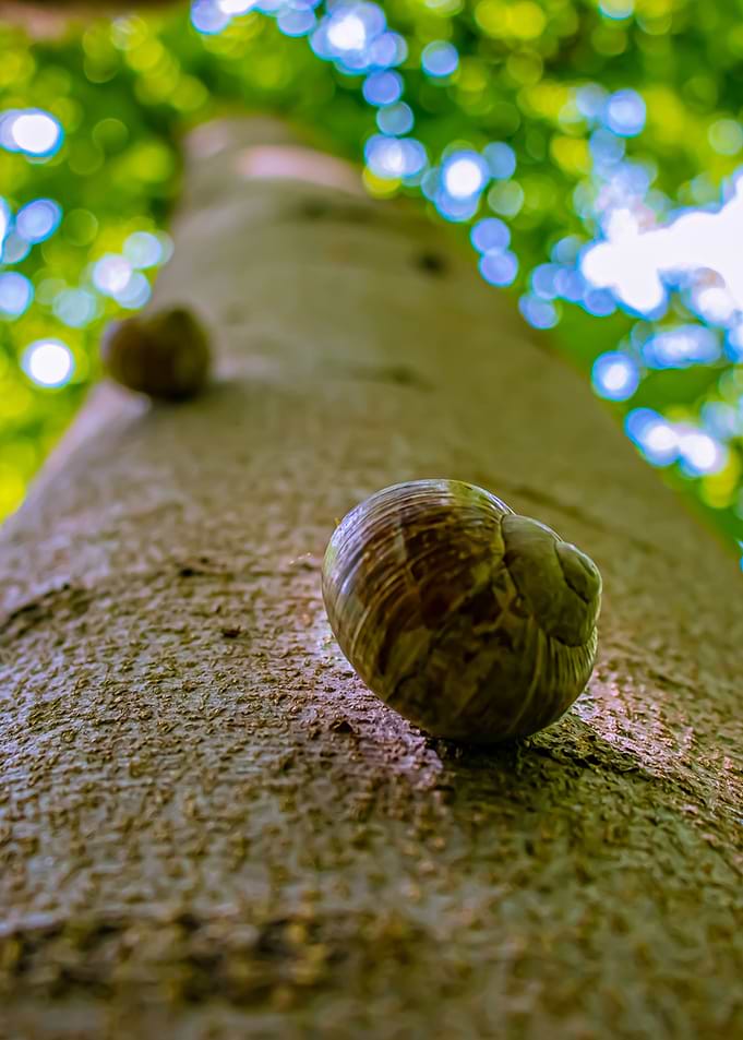 Snail Fruit Tree