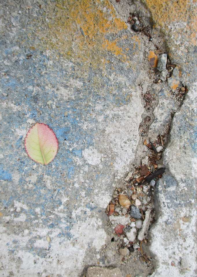 Veined Leaf I