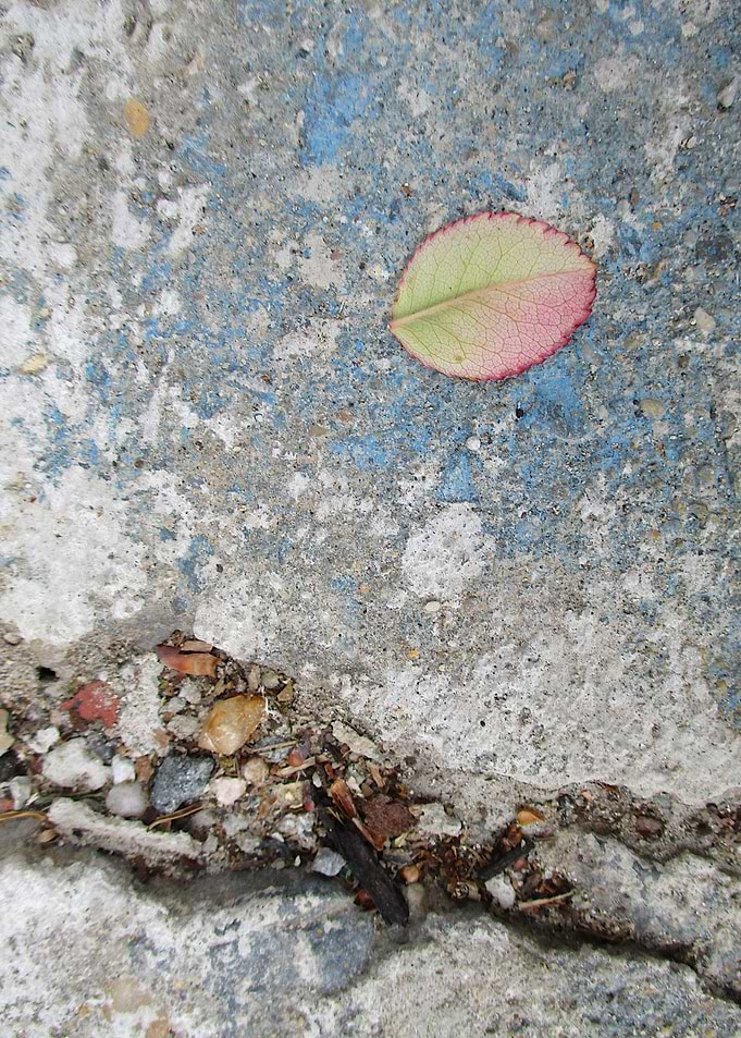 Veined Leaf II