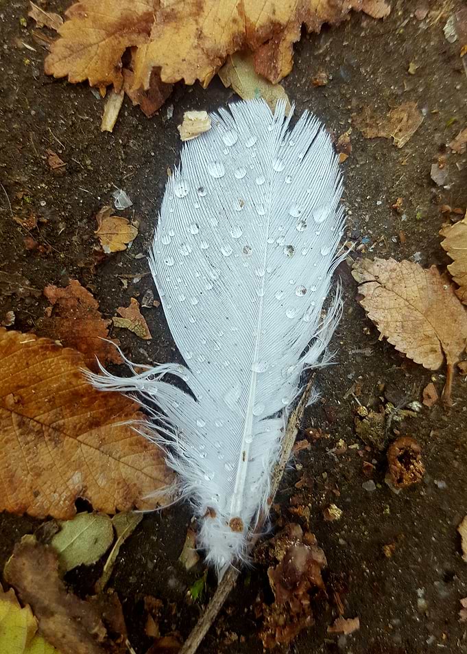 Feather in the rain