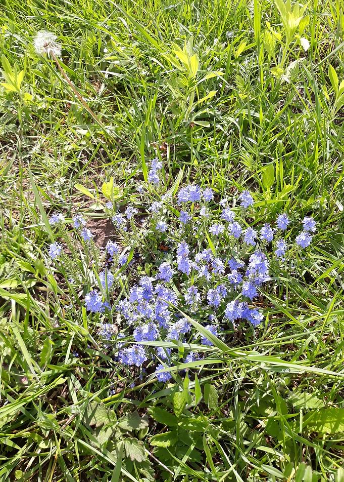 Blue field flowers