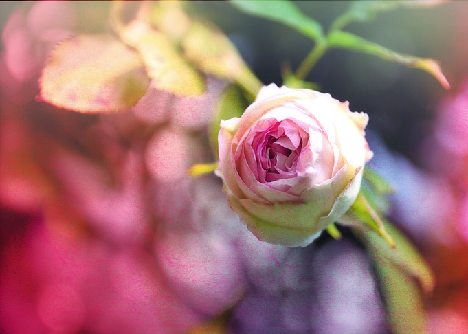 Rose