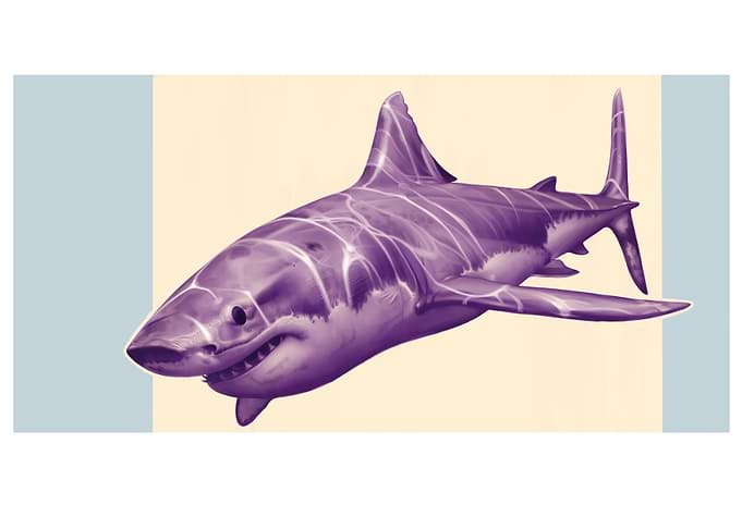 Great White Shark