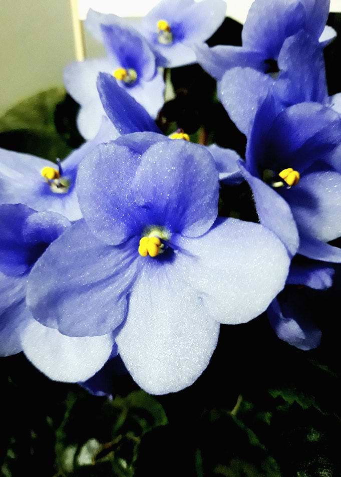 Parma violet