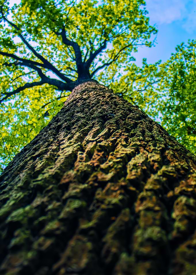 Giant Tree