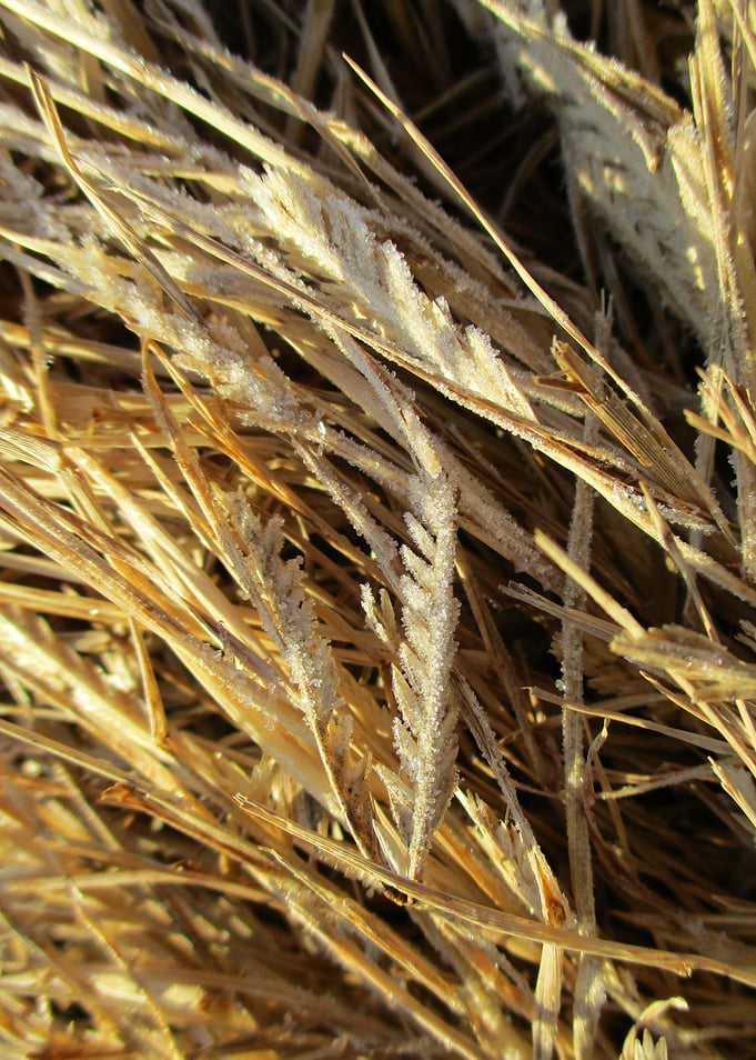 Sunlit Frosted Dry Grass