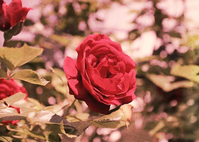 Summerrose