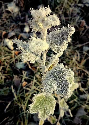Plant in winter