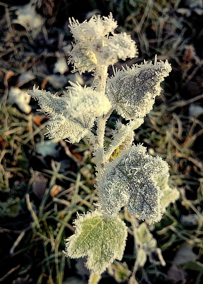 Plant in winter