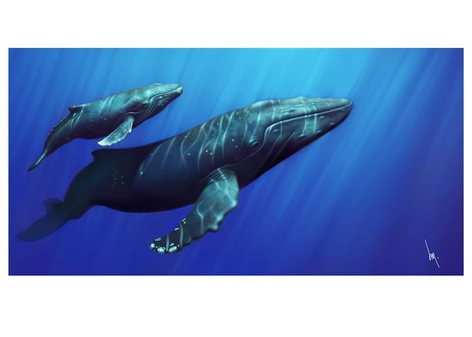 Whales