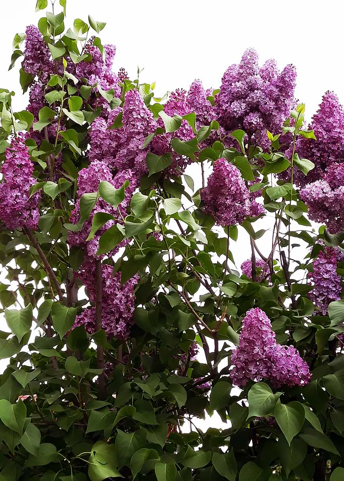 Liliac