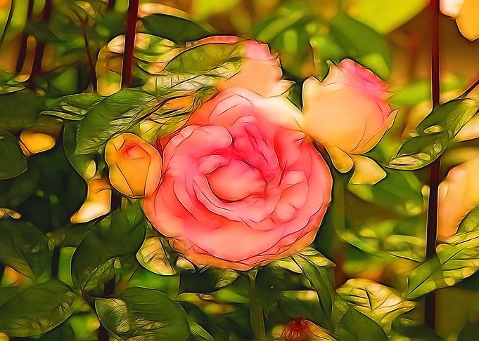 Rose
