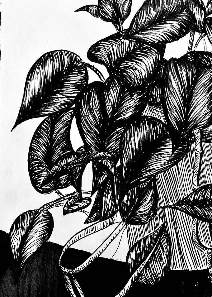 Plants