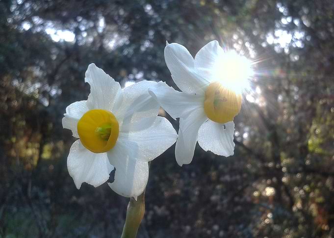 Daffodil kissed by the sun