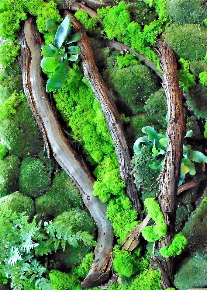 picture of moss