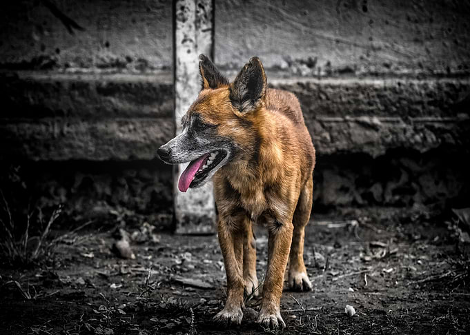 dog