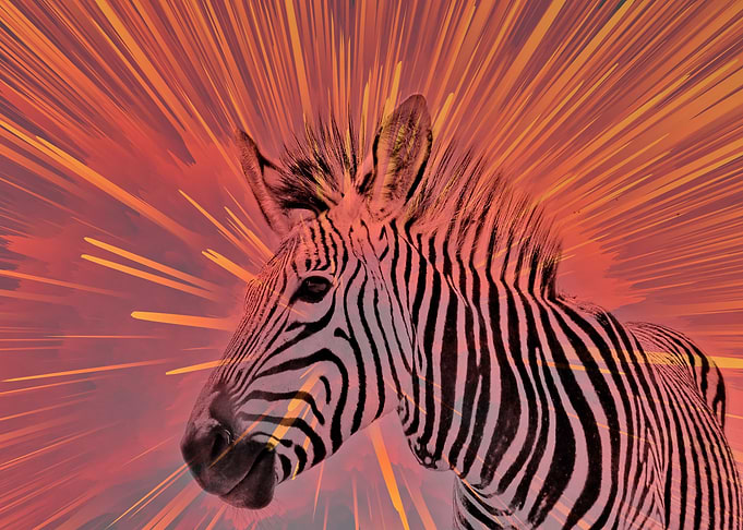 Zebra pop orange